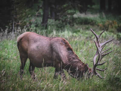 Elk